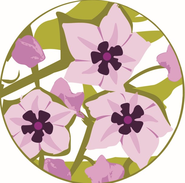 Native Plants Sale - May Peace Park Markets