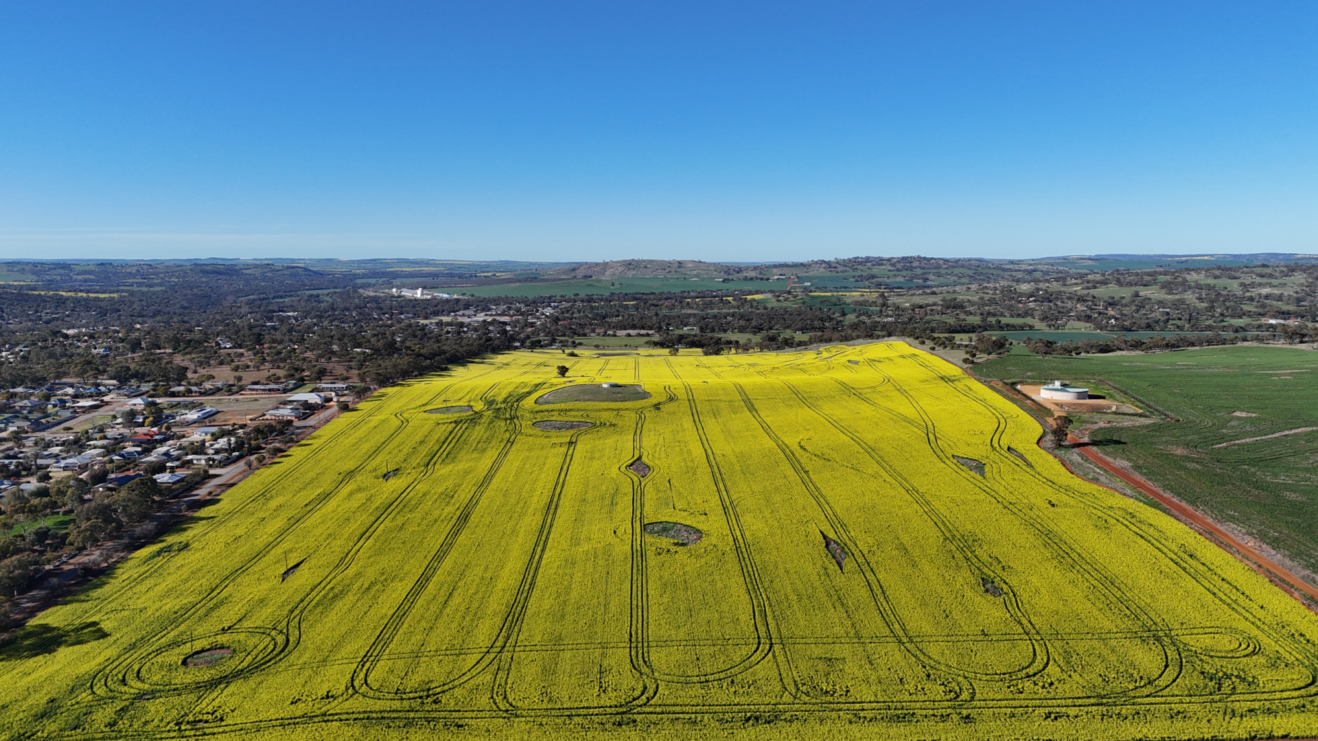 Golden Canola Fields in York WA