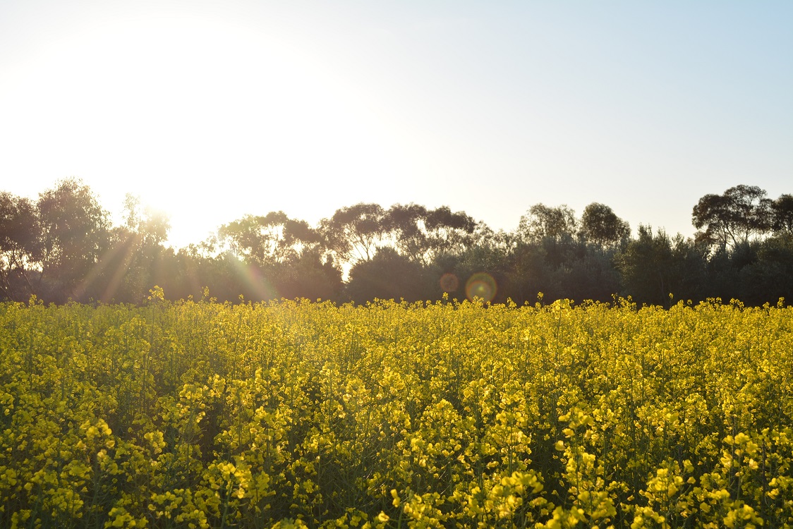 Canola strategy promotes safety and respect